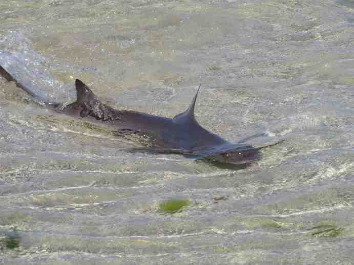 130713_Hai_Kernic_1_k