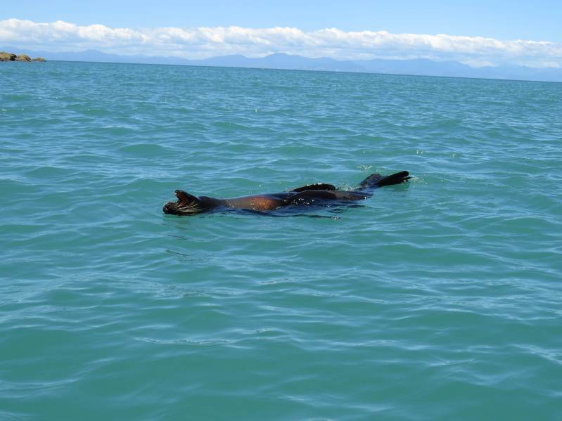 150101_Abel_Tasman_Robbe_k