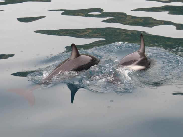 150104_Kaikoura_Delphine_1_k