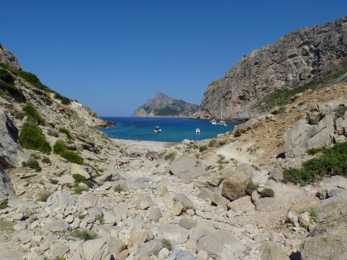 100728_Cala_Boquer_Ziege