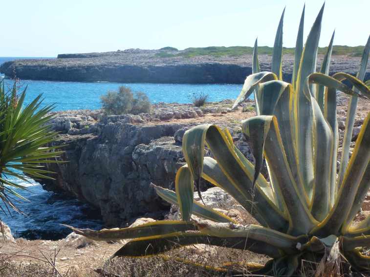 120827_Rafalino_Agave_k