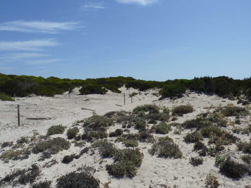 120829_Es_Trenc_Dunes_k