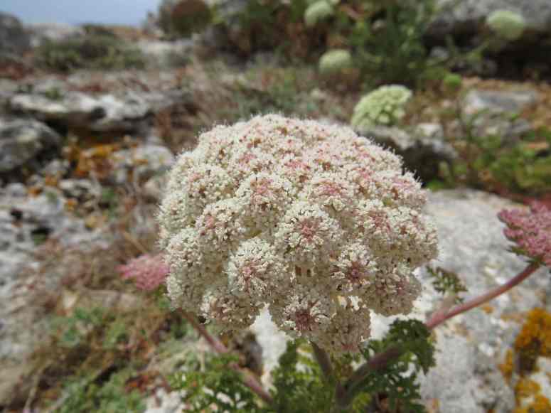 140601_Marmols_Blume_k