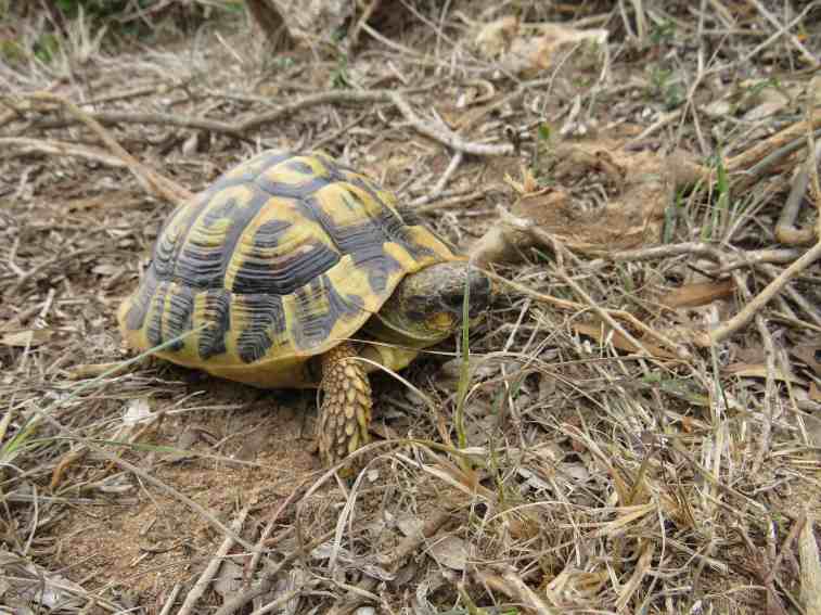 140601_Marmols_Turtle_k