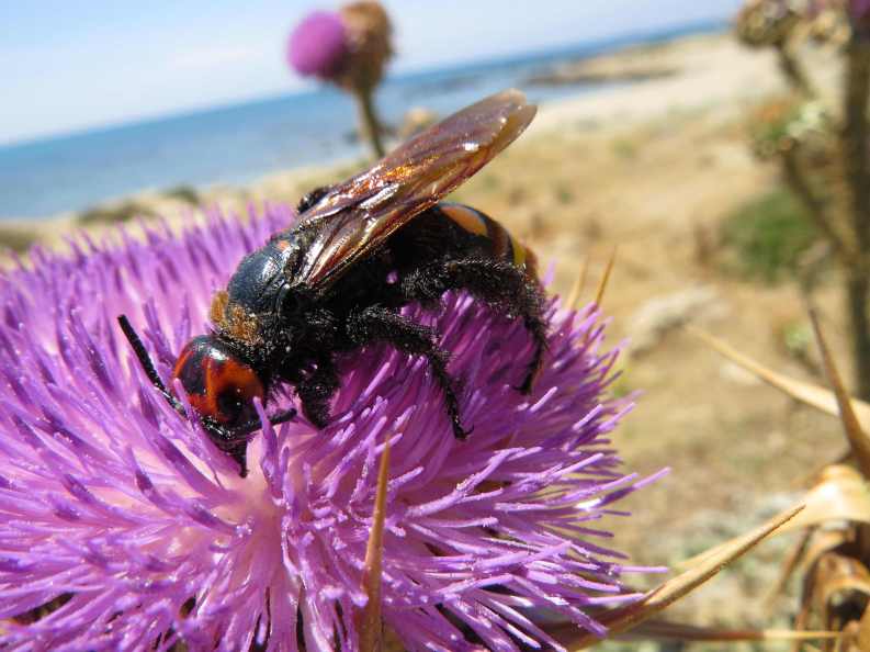 150601_Falasarna_Diestelblüte_k