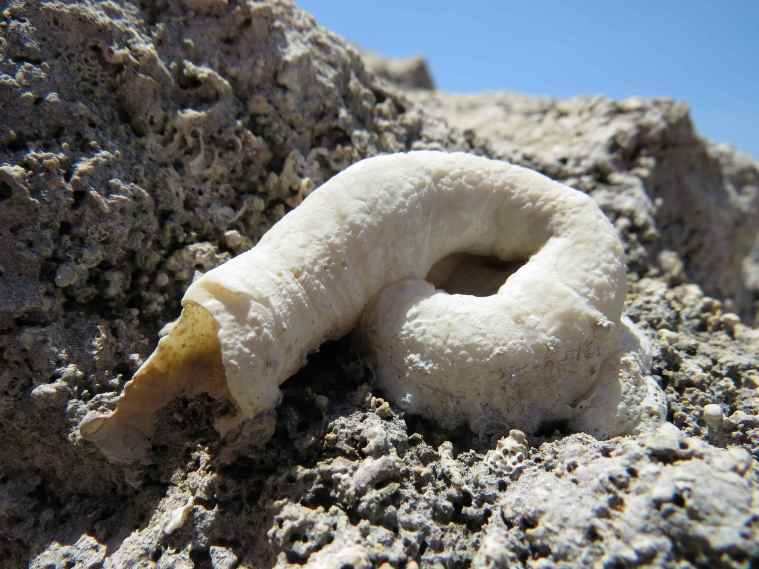 150601_Falasarna_Salzwurm_k