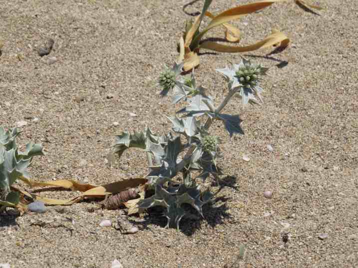 150601_Falasarna_Stranddiestel_k