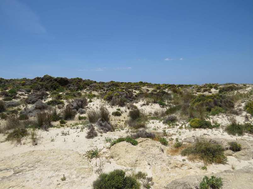 150602_Elafonissi_Dünen_k