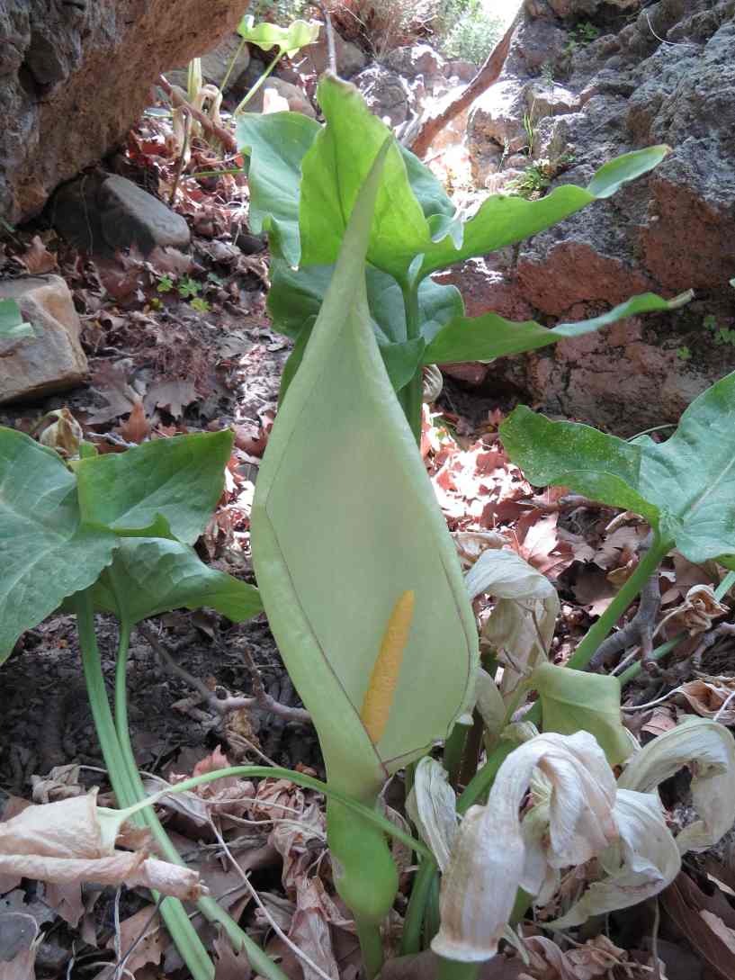 150603_Kampos_Blütenkelch_k