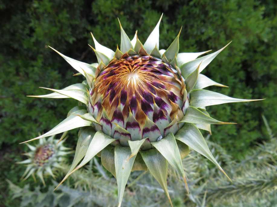 150603_Kampos_Diestal_k