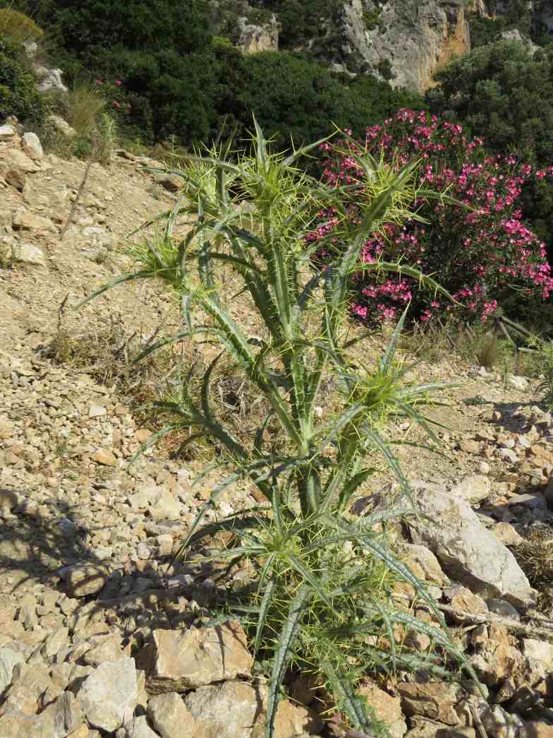 150603_Kampos_Distel_2_k