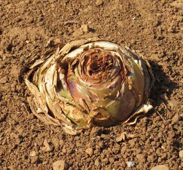 150603_Kampos_Trocken_Artischocke_A_k