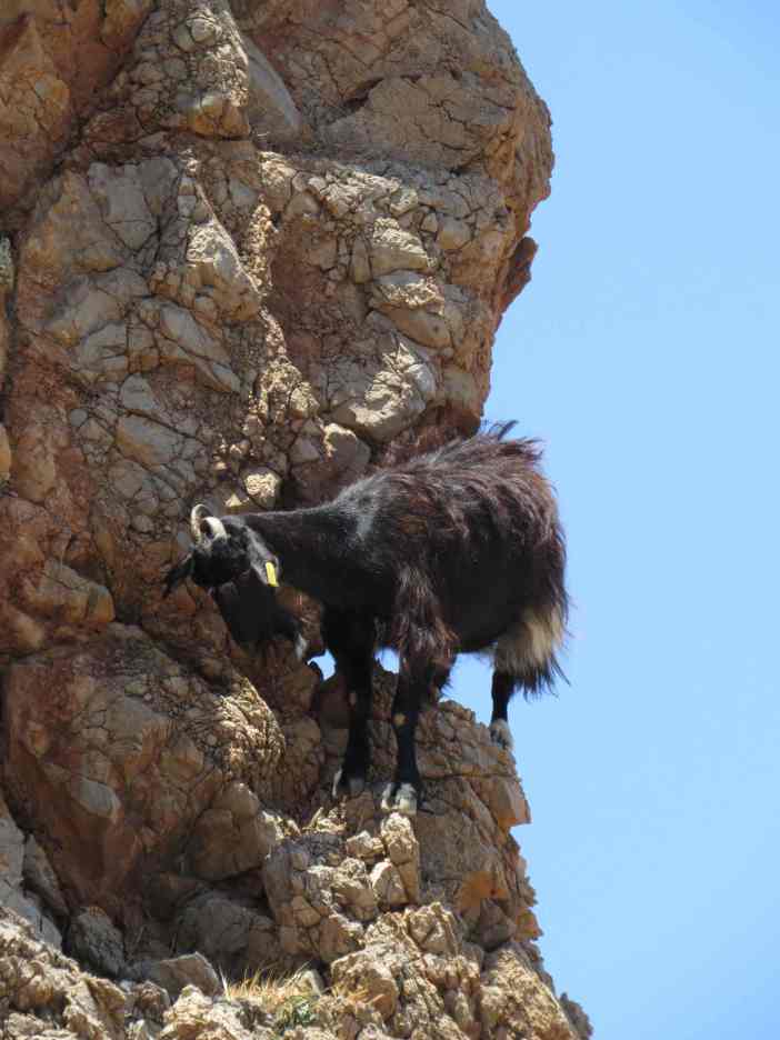 150604_Balos_Bergziege_k