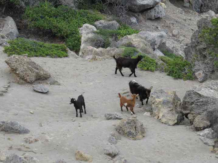 150605_Paleochora_Ziegen_k