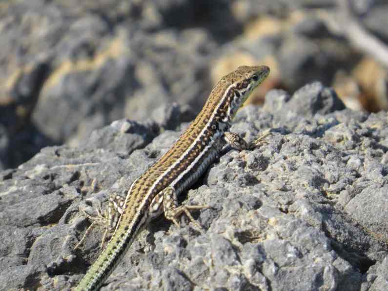 150606_Chora_Sfakion_Eidechse_k