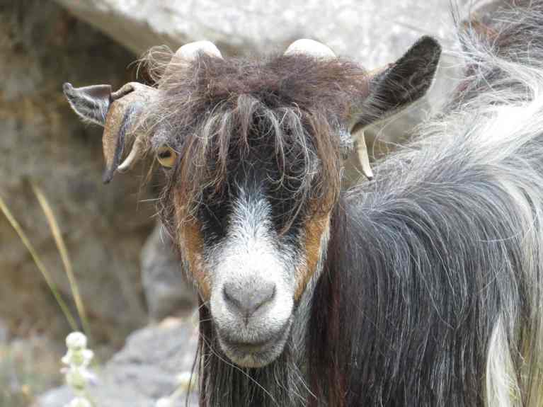 150606_Chora_Sfakion_Ziege_k