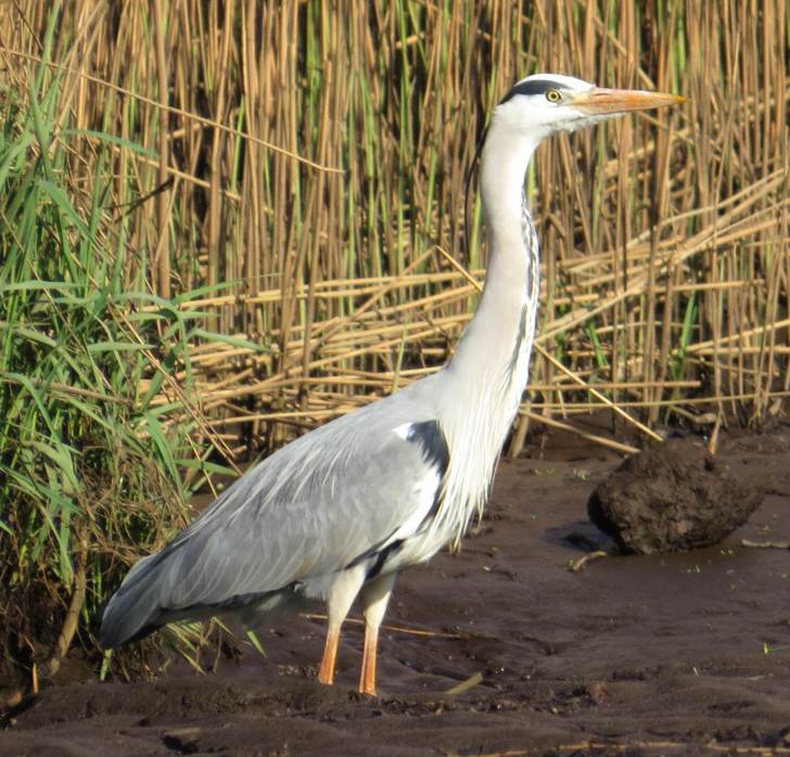 130505_Graureiher_a_k