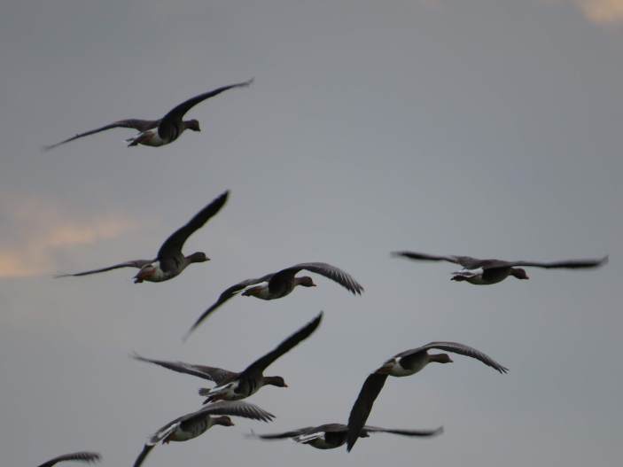 140105_Gänse_Timmersloh_1_k