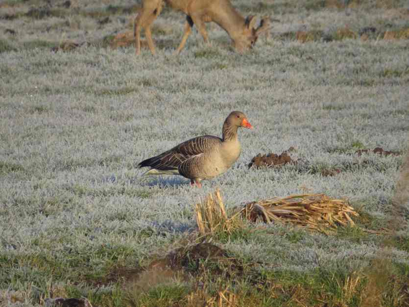 140313_Graugans_mit_Reh_k