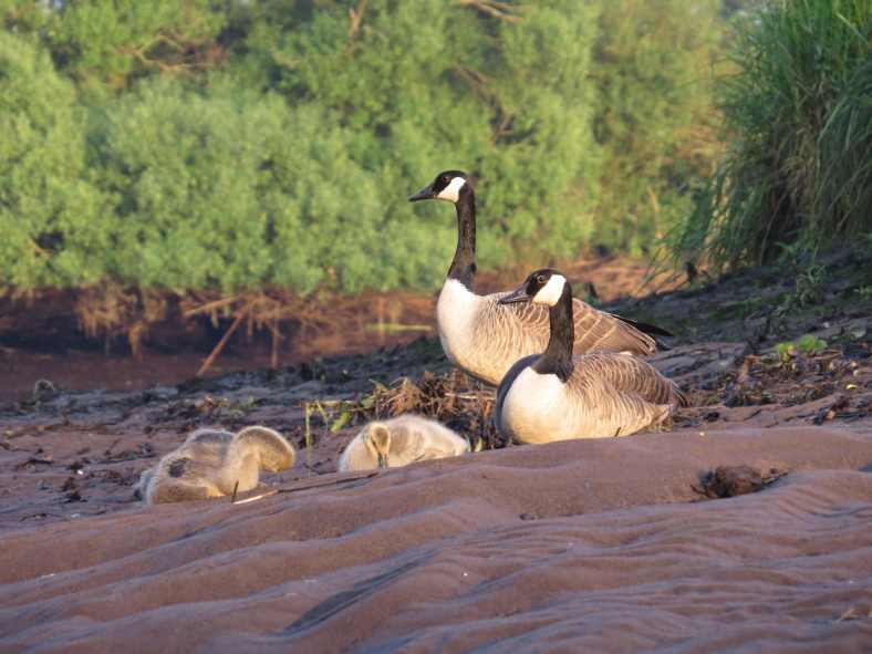 140608_Kanada_Gans_Familie_k