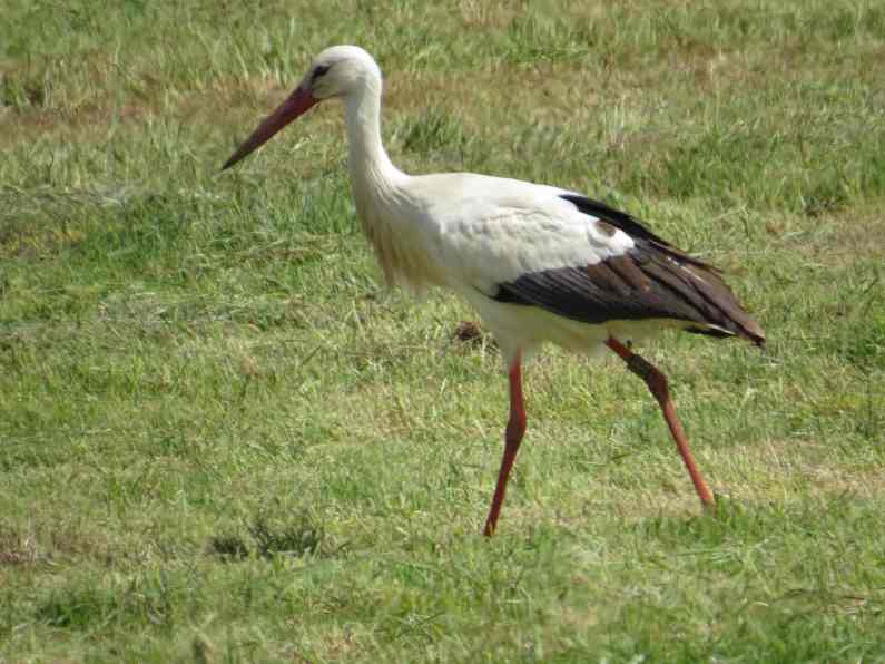 150524_Storch_Hamme_k