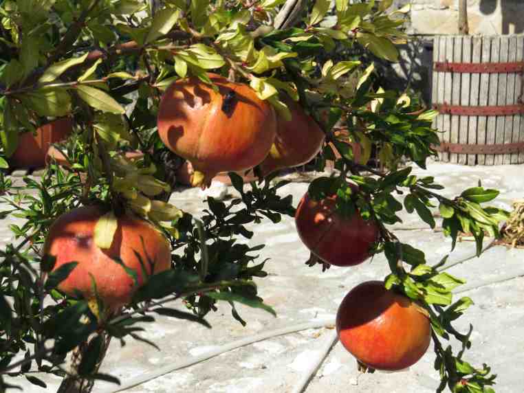 150922_Matera_Granatäpfel_k