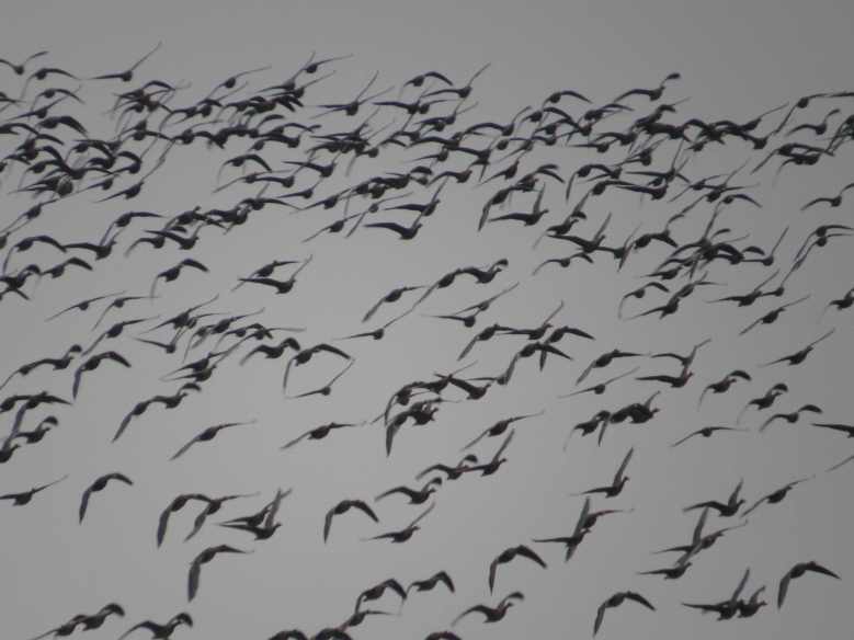 151024_Graugaense_Schwarm_k