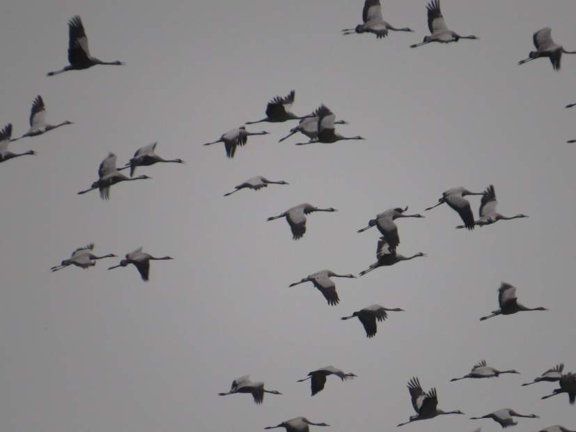 151024_Kranische_Timmersloh_k