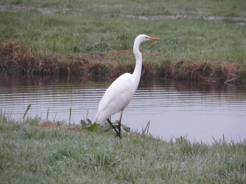 151028_Silberreiher_1_k