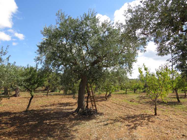 150929_Apulien_Olivenbaum_Leiter_k