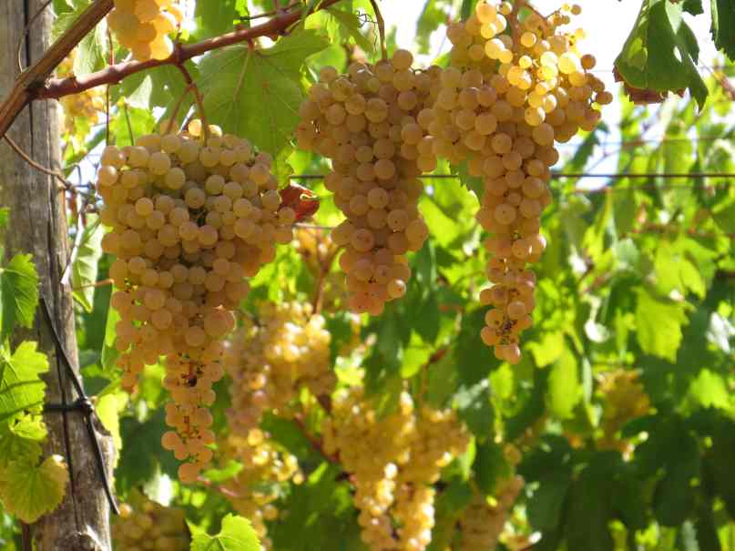150929_Apulien_Weintrauben_k
