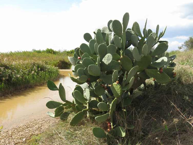 Torre_Guaceto_Kaktus_k