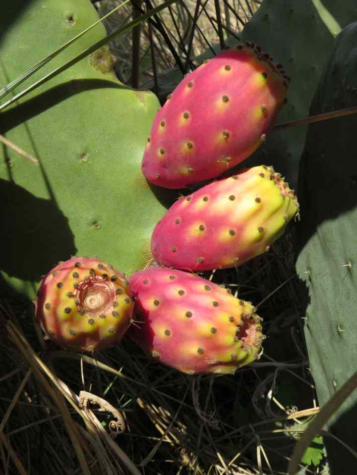 Torre_Guaceto_vier_Fruechte_k