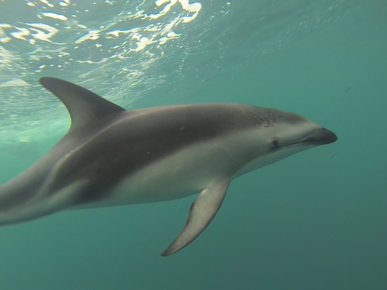 150104_delphin_kaikoura_k