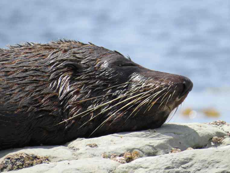 150104_kaikoura_robbe_3_k