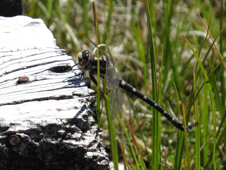 150107_arthurs_pass_3_k