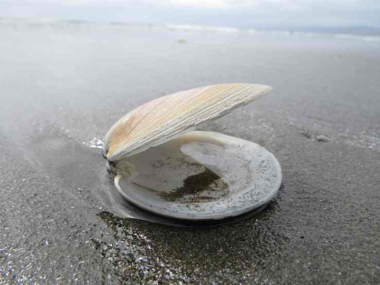 150108_christchurch_muschel_k