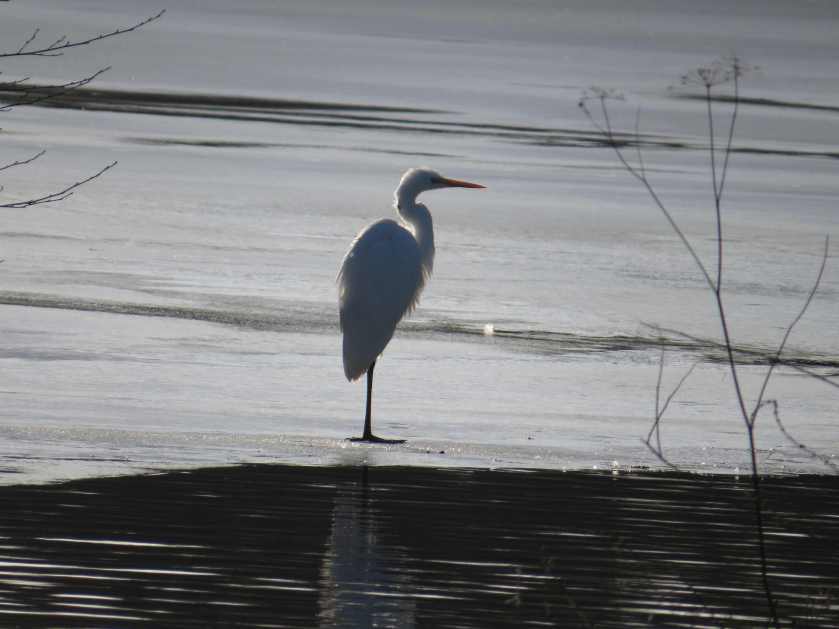 140202_Silberreiher_k