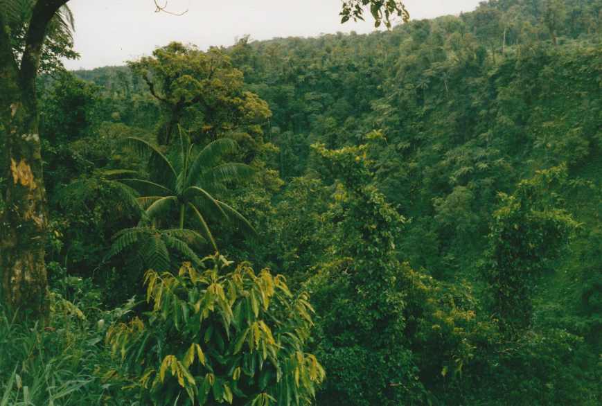 Samoa_Landesinnere_k