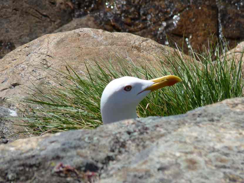 100522_fjaederholmarna_moewe_k