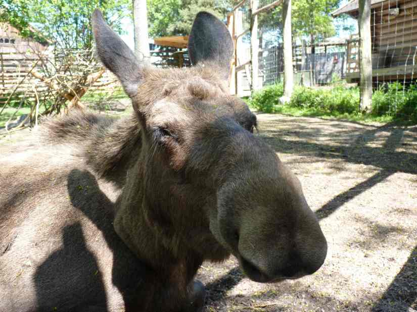 100522_skansen_djurgaden_elch_1_k