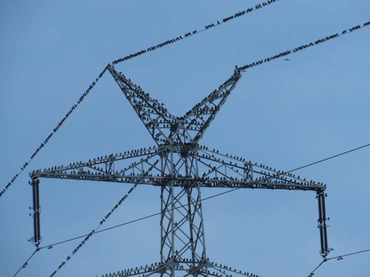 130814_kuhweideweg_k