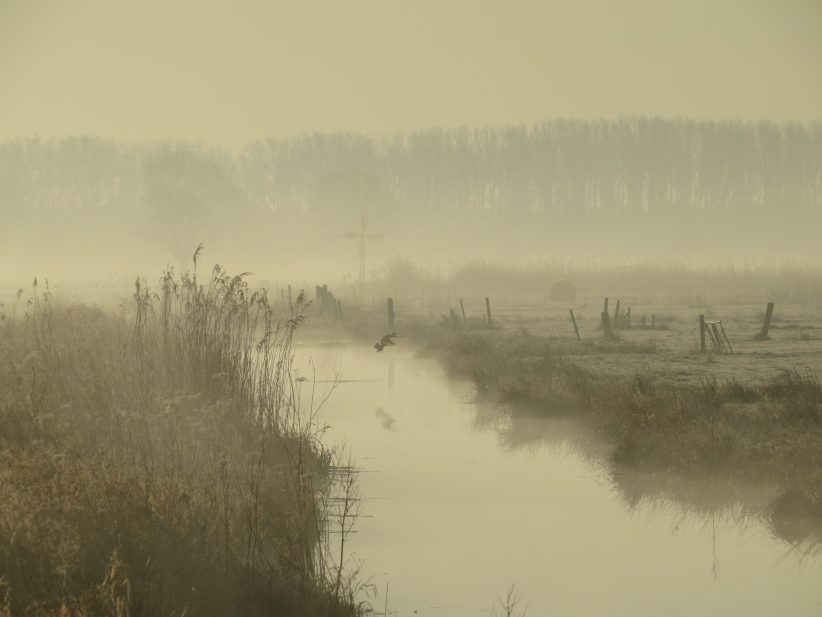 1703_140313_nebel_hollerland_k