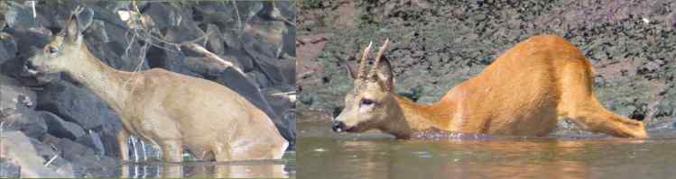 160604_Reh_rein_raus_k