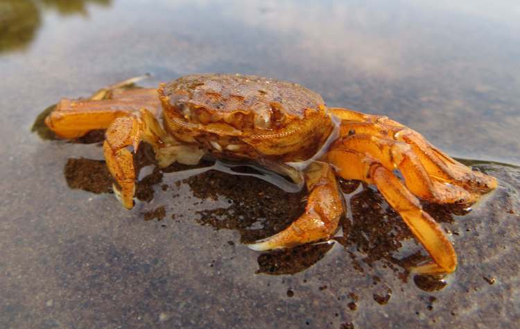 180721_Flusskrabbe_Wuemme_a_k